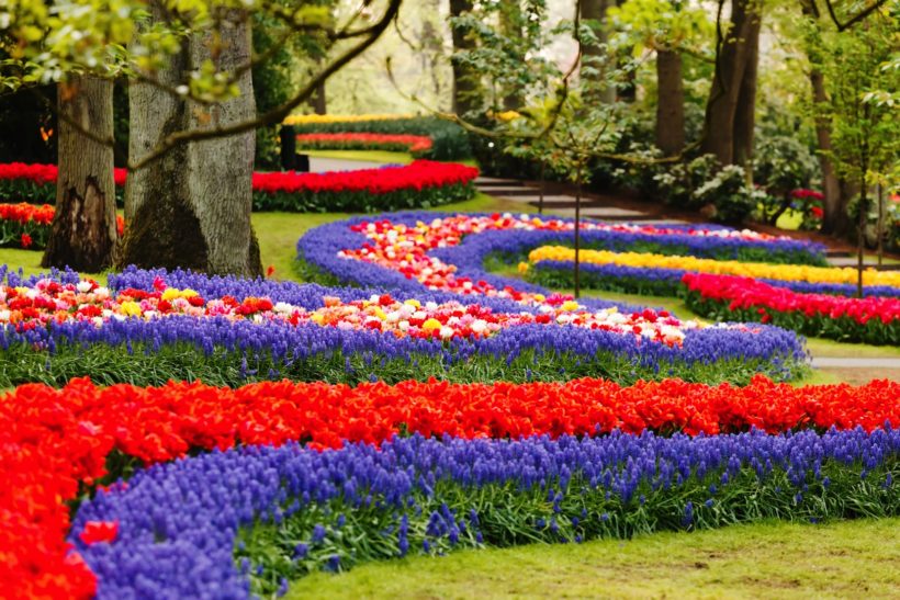 keukenhof 1