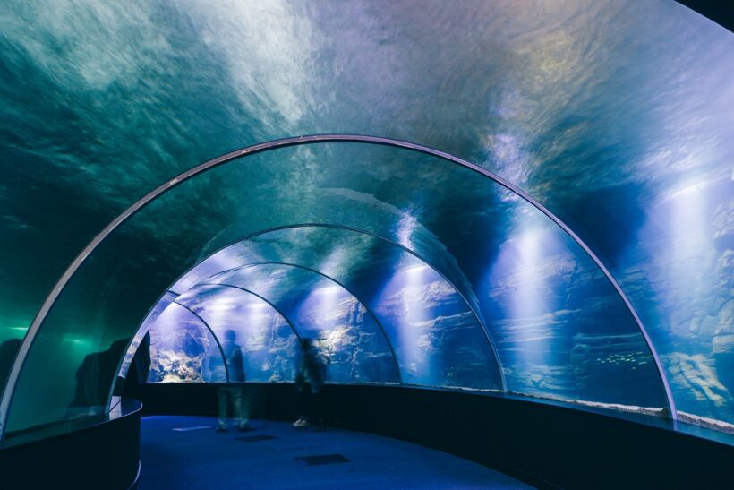 tunnel-verre-aquarium-nausicaa